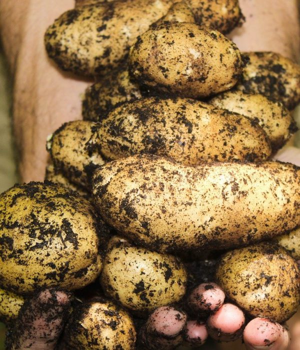 potatoes, natural, soil