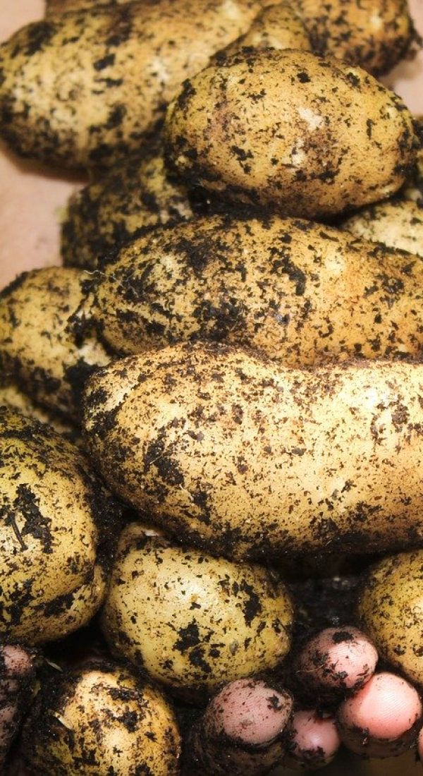 potatoes, natural, soil
